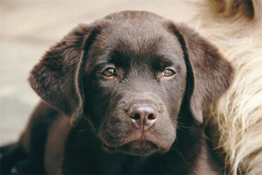 犬猫のレベチラセタム：効果・副作用・投与法を徹底解説