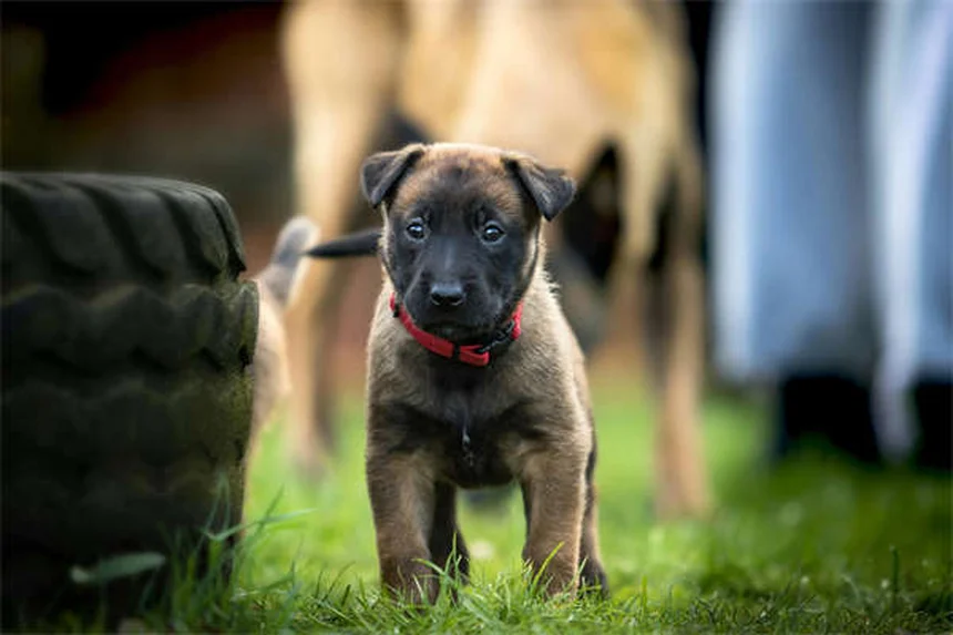 犬猫のレベチラセタム：効果・副作用・投与法を徹底解説