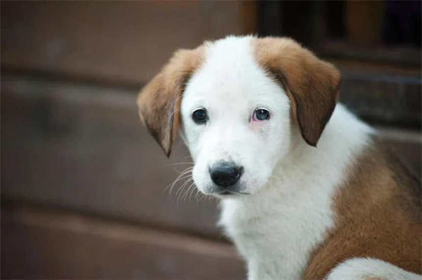 犬の「子犬のような目」はなぜ進化した？3万年の絆の秘密