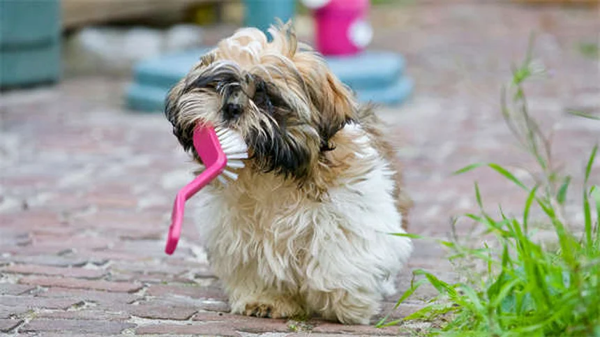 犬の「子犬のような目」はなぜ進化した？3万年の絆の秘密