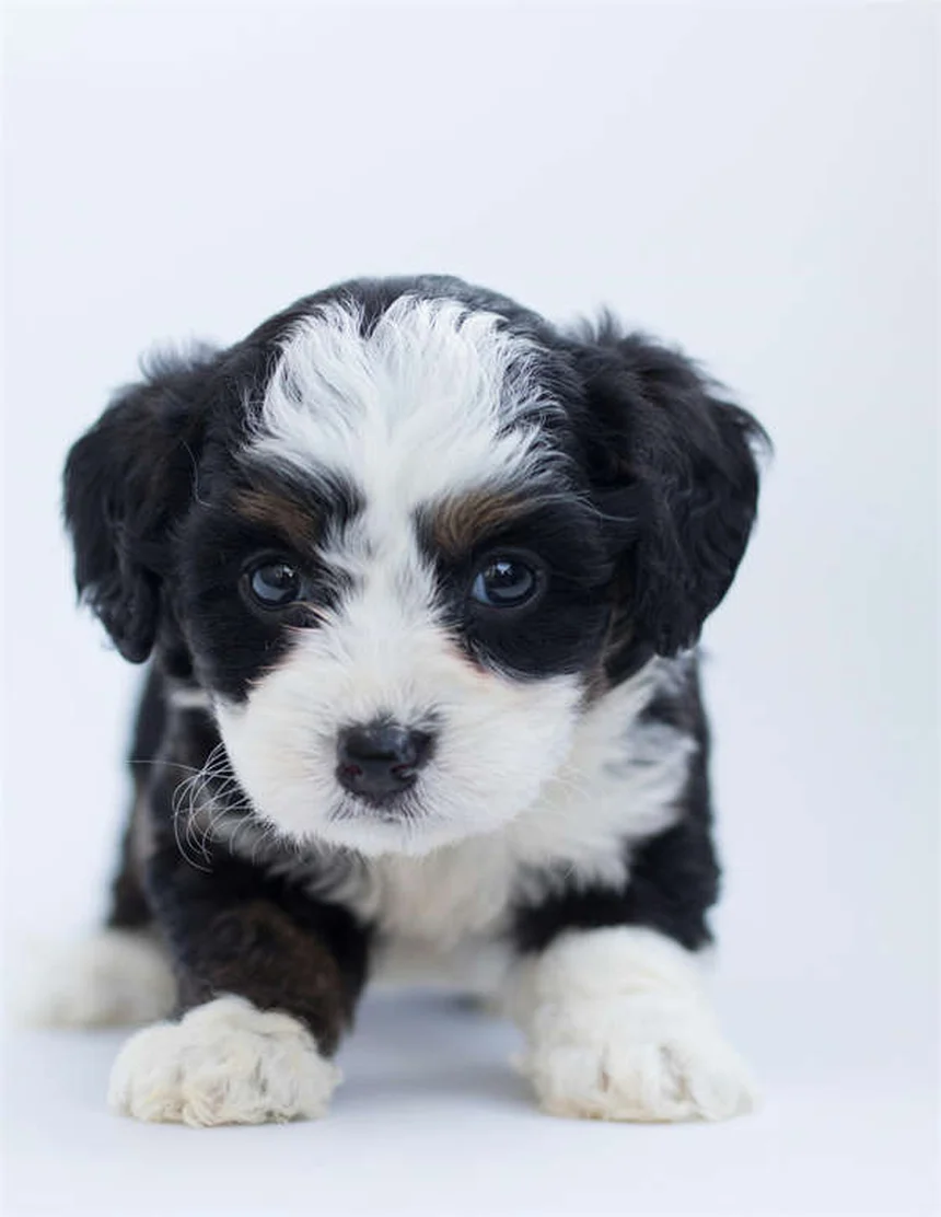 ペットアレルギー対策8選！愛犬愛猫とお客様を両立する方法