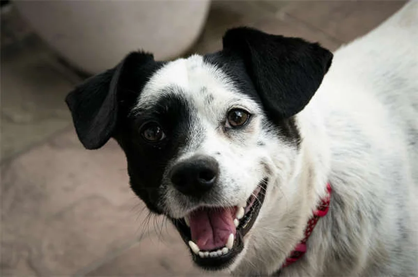ペットアレルギー対策8選！愛犬愛猫とお客様を両立する方法