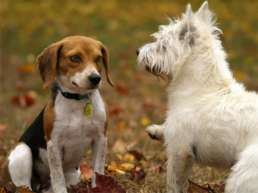 ペットアレルギー対策8選！愛犬愛猫とお客様を両立する方法