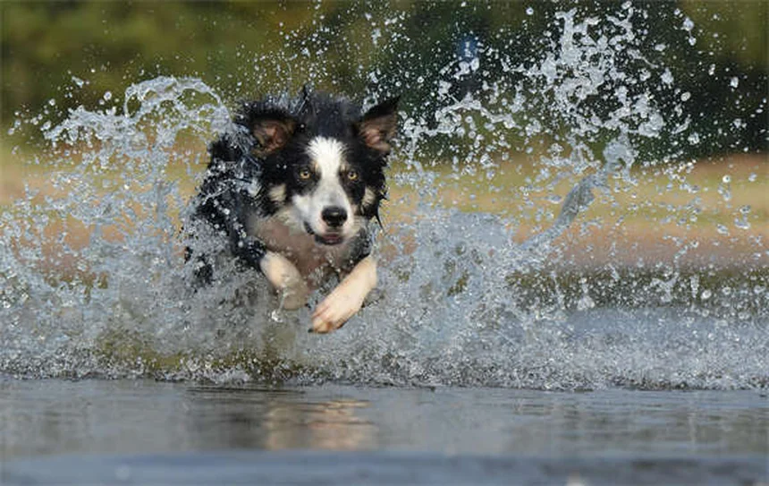 ペットアレルギー対策8選！愛犬愛猫とお客様を両立する方法