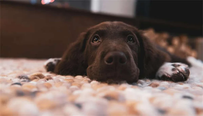 犬が過剰に舐める原因と対処法｜獣医師が教える解決策