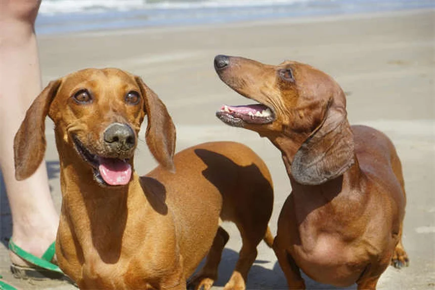 犬が過剰に舐める原因と対処法｜獣医師が教える解決策