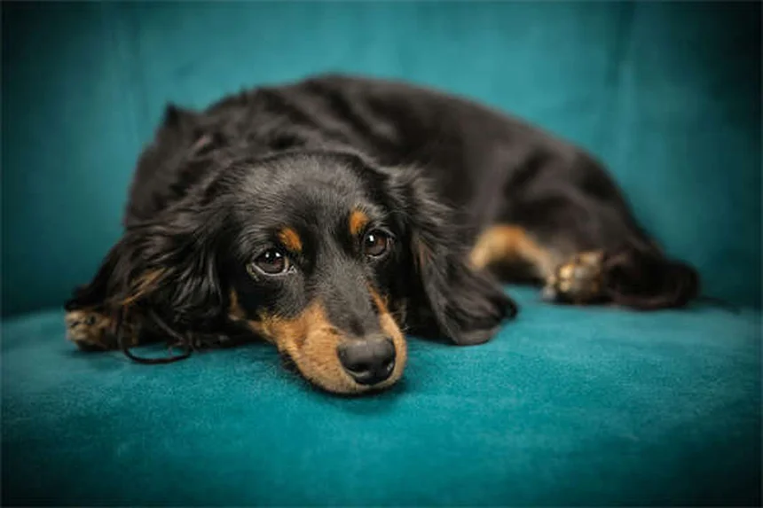 犬が過剰に舐める原因と対処法｜獣医師が教える解決策