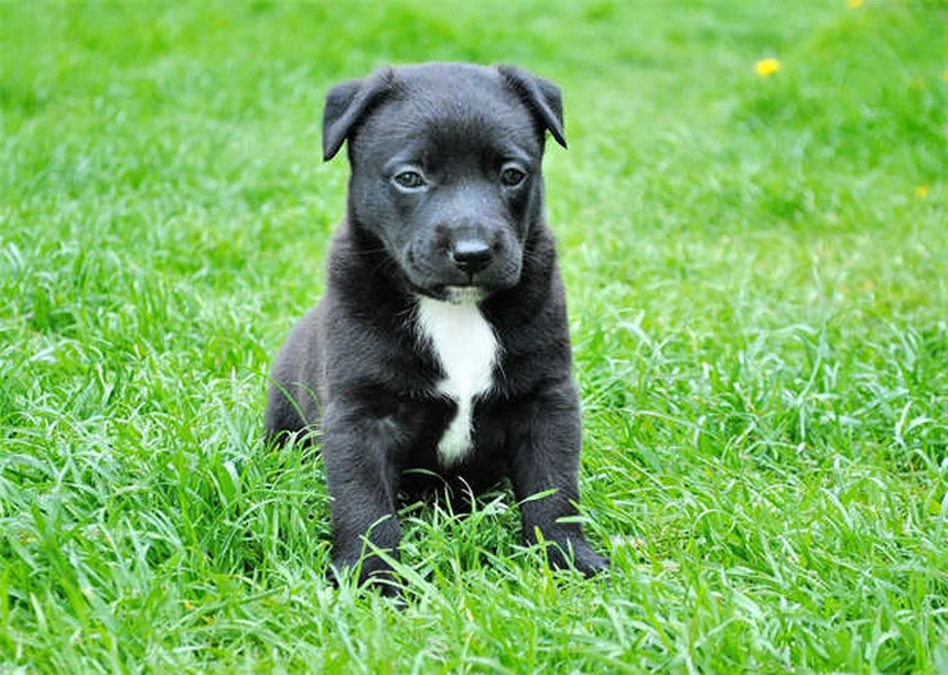 犬が穴を掘るのをやめさせる7つの方法【プロが解説】