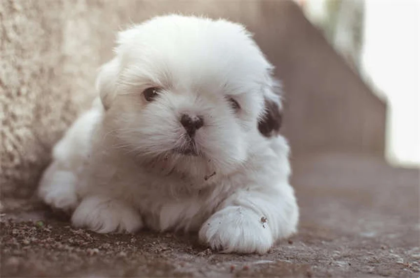 犬が穴を掘るのをやめさせる7つの方法【プロが解説】