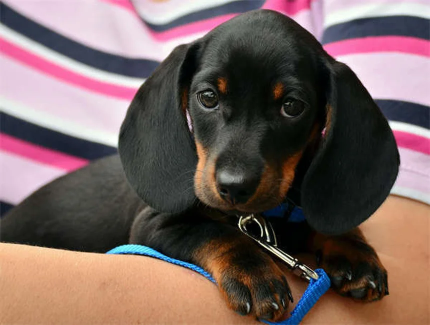 犬が穴を掘るのをやめさせる7つの方法【プロが解説】
