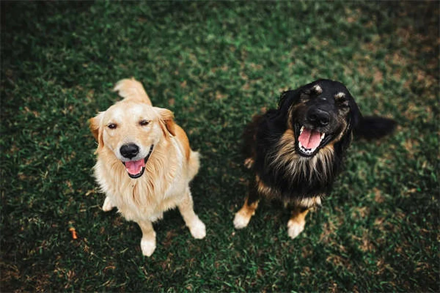犬がカイロを食べた時の対処法｜獣医師が教える緊急対応