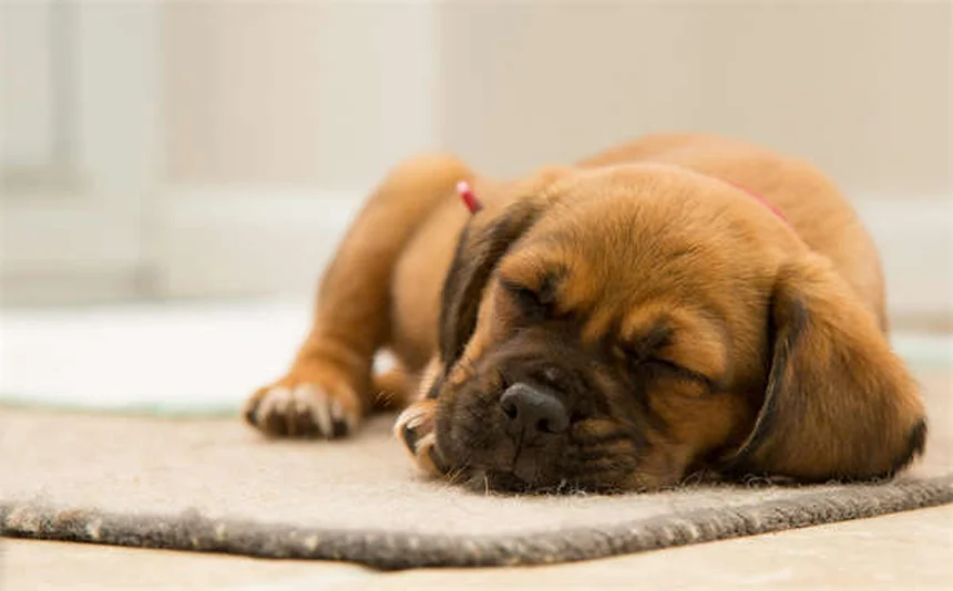 雨の日の犬の散歩で絶対に知っておくべき5つの危険と対策