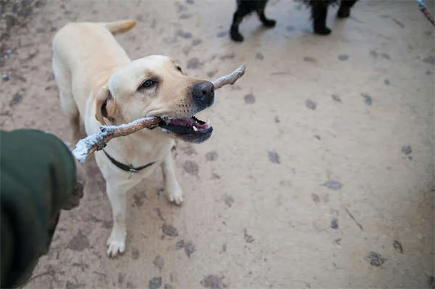 犬のストレス解消法5選｜飼い主の不安が伝わるメカニズムと対策