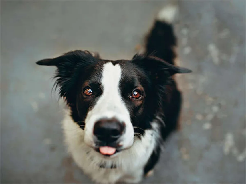 犬のストレス解消法5選｜飼い主の不安が伝わるメカニズムと対策