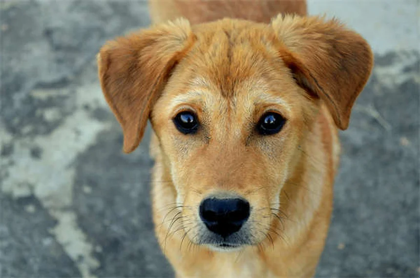 犬のストレス解消法5選｜飼い主の不安が伝わるメカニズムと対策