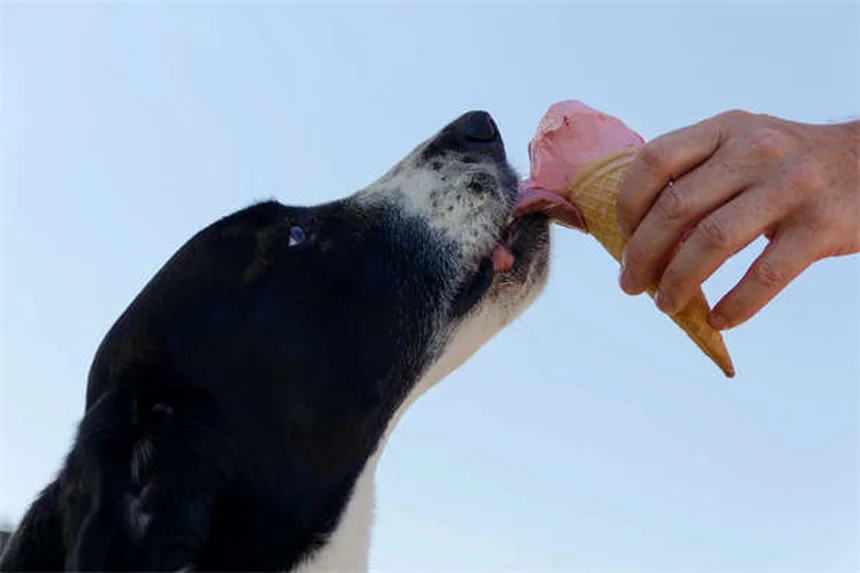 犬の不安に効くオキサゼパムとは？効果と注意点を徹底解説