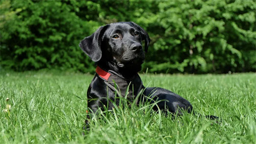 犬の不安に効くオキサゼパムとは？効果と注意点を徹底解説