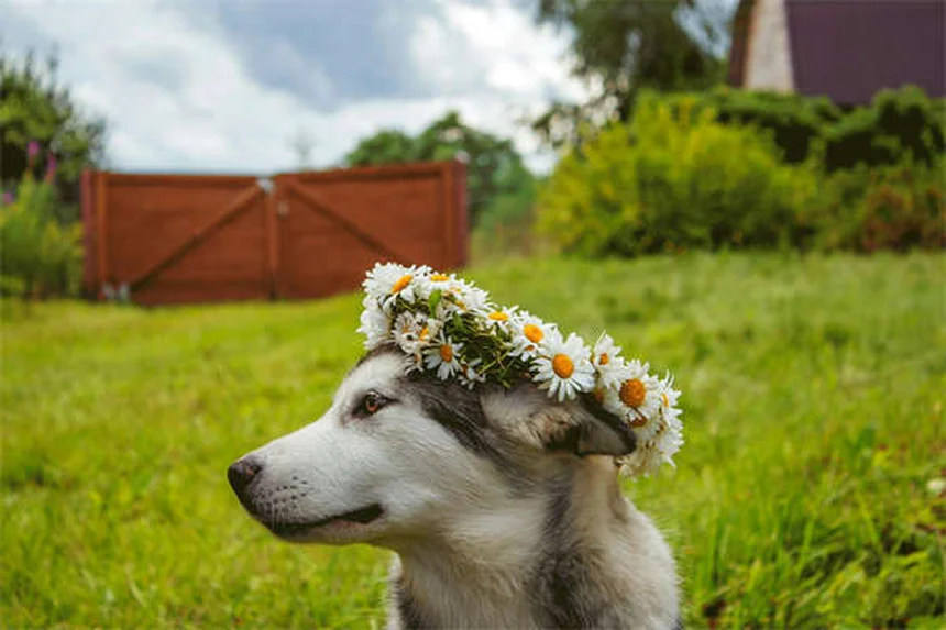 犬の不安に効くオキサゼパムとは？効果と注意点を徹底解説