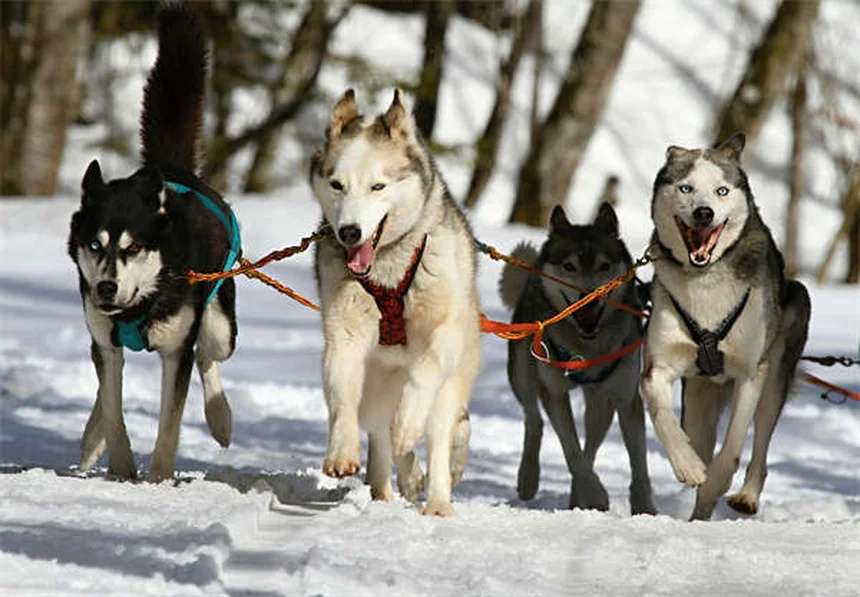 ソーシャルメディアで保護犬猫の里親探しが変わる！効果的な活用術5選