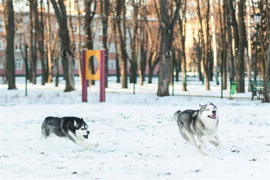 ソーシャルメディアで保護犬猫の里親探しが変わる！効果的な活用術5選
