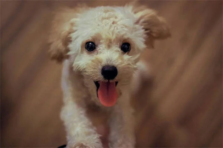 犬の去勢手術とは？メリット・費用・時期を徹底解説