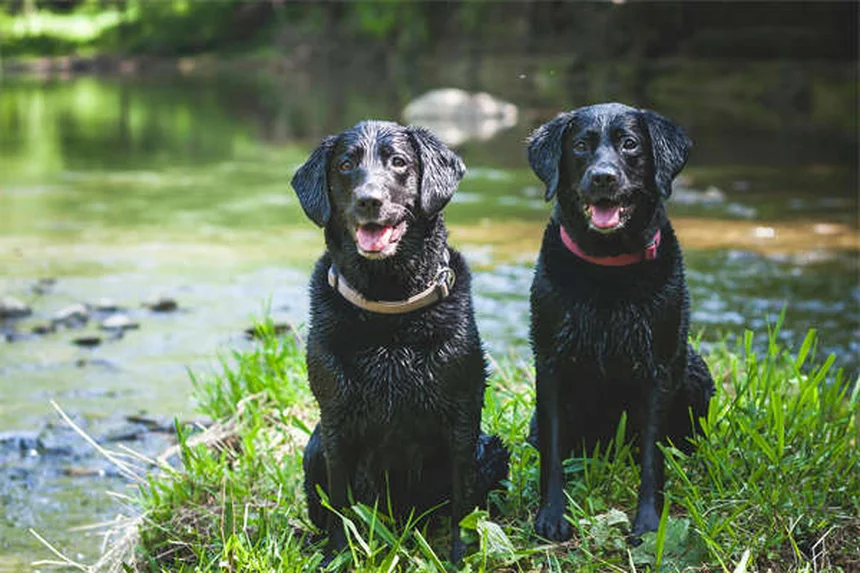 犬用ロラゼパムの効果と正しい使い方【獣医師が解説】