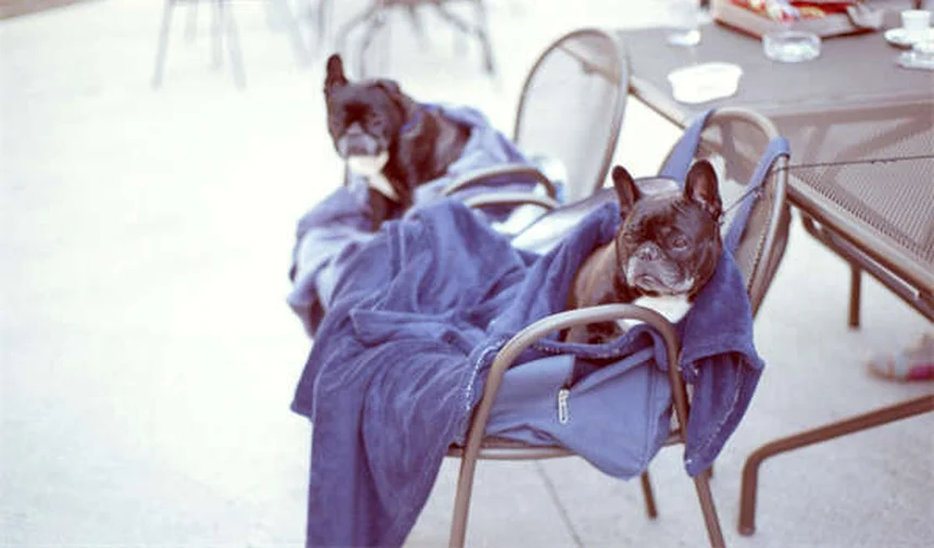 シニア犬のごはん作戦8選｜愛犬の健康を守る食事のコツ