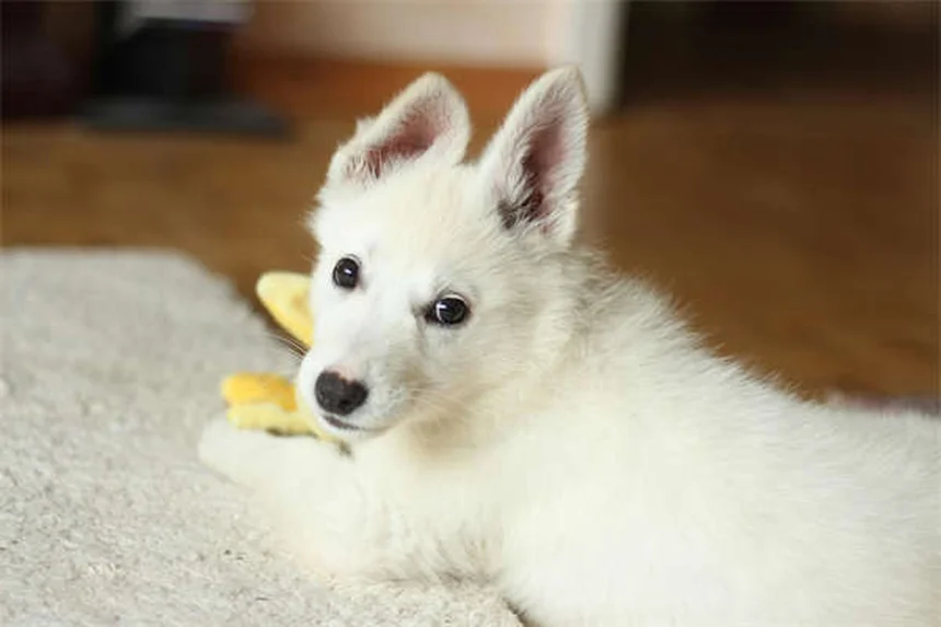 シニア犬のごはん作戦8選｜愛犬の健康を守る食事のコツ