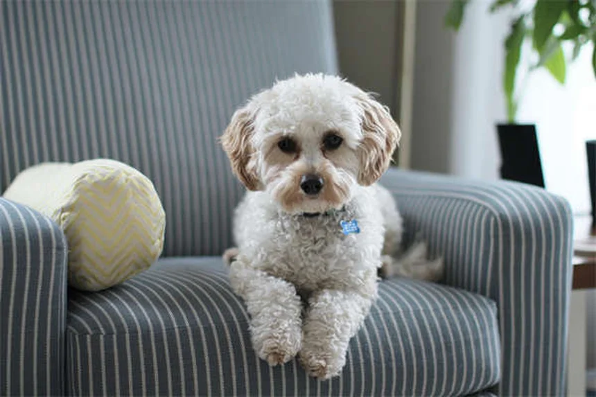 シニア犬のごはん作戦8選｜愛犬の健康を守る食事のコツ