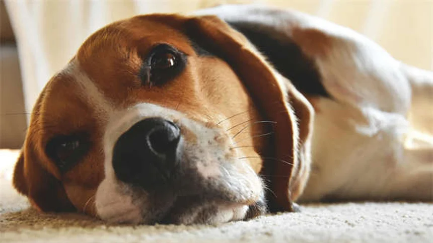 子犬の歯の生え変わり時期と対処法｜獣医師が教える完全ガイド