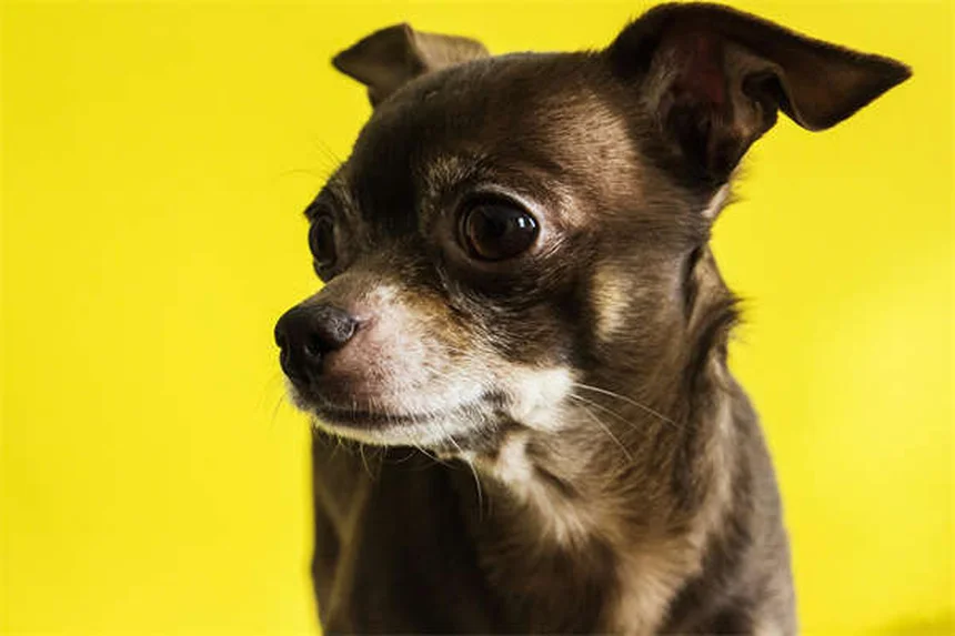 子犬の歯の生え変わり時期と対処法｜獣医師が教える完全ガイド
