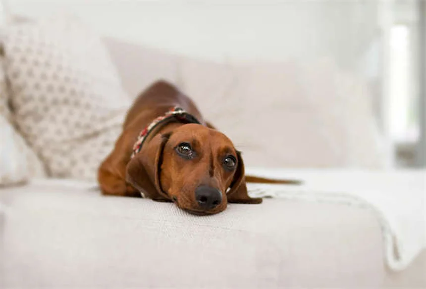 子犬の歯の生え変わり時期と対処法｜獣医師が教える完全ガイド