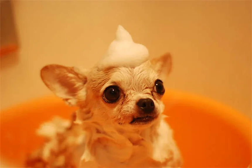 愛犬の健康トラブルに効く8つの自宅ケア方法【獣医師監修】